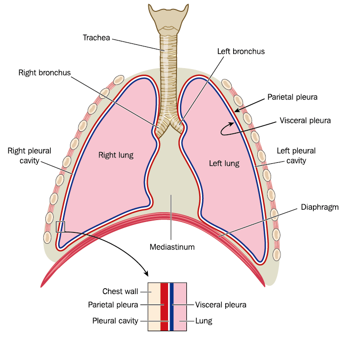 胸腔と胸郭と縦隔