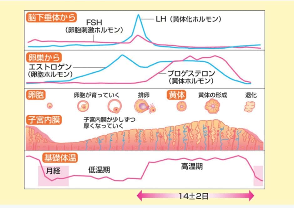 無排卵が原因 基礎体温がガタガタな人に考えられる原因と対処法