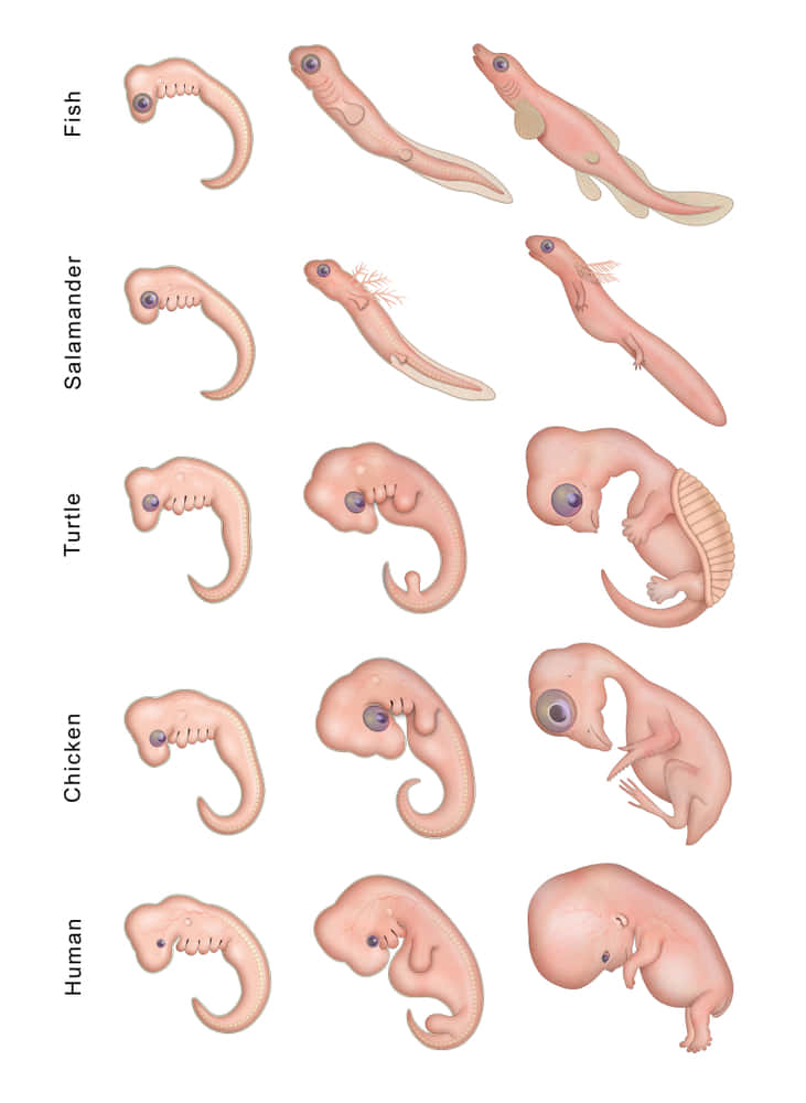 胚の発生