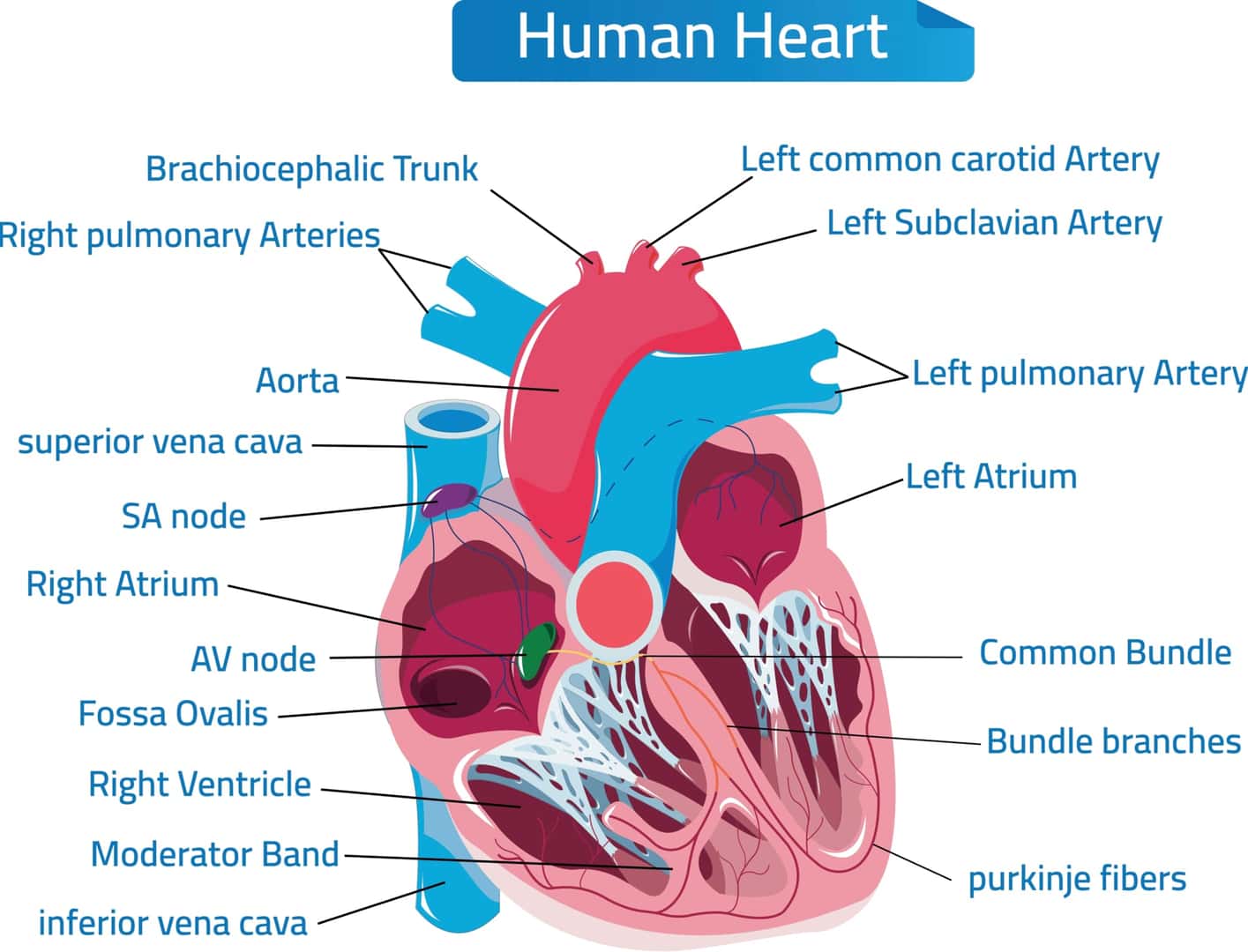 ヒトの心臓の構造