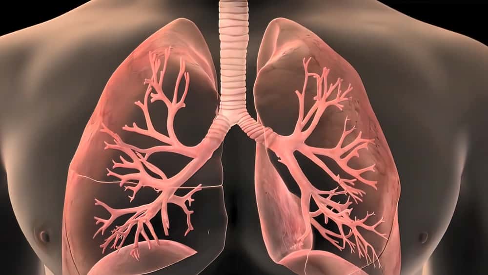 気管と気管支の模式図