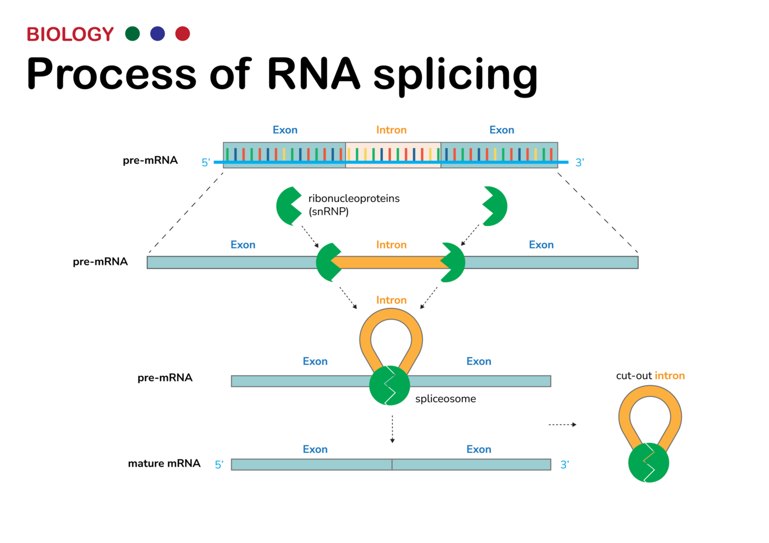 DNA転写後のmRNAからイントロン（非コード領域）を除去するRNAスプライシングのプロセス
