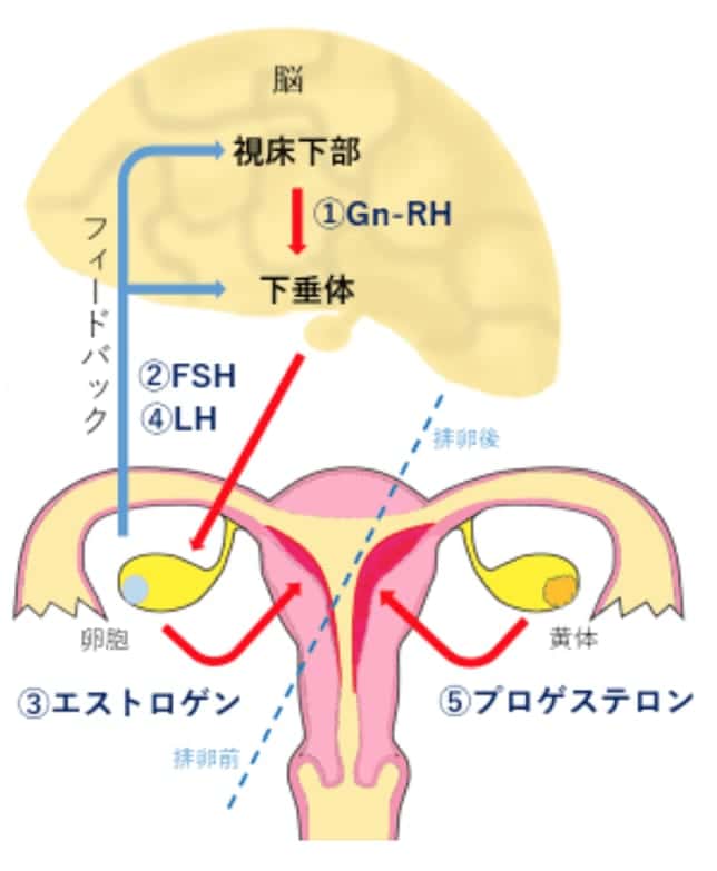 受精は妊娠成立ではない 仕組みや成立までの流れを解説