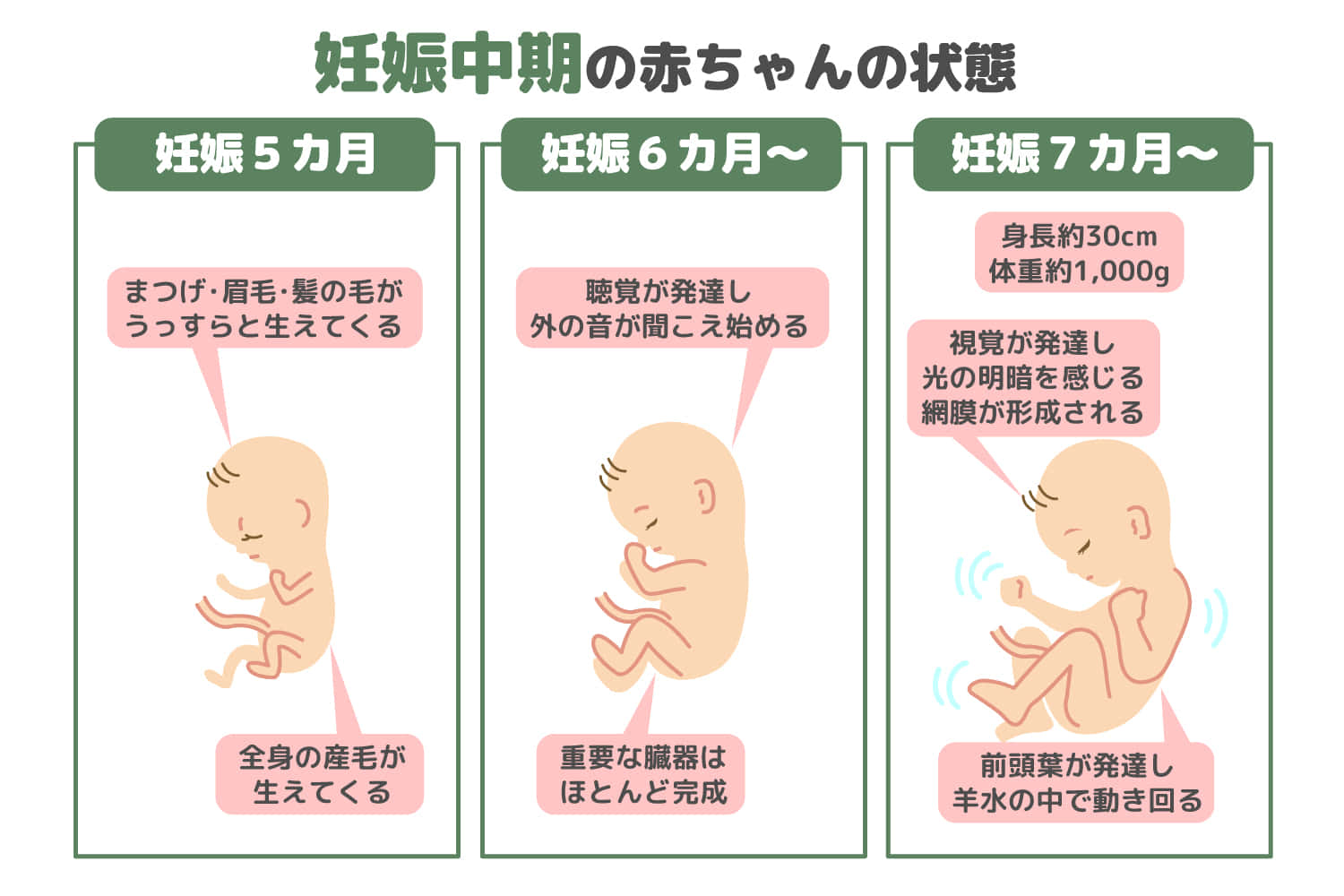 妊娠中期の赤ちゃんの状態や生活上の注意点を解説