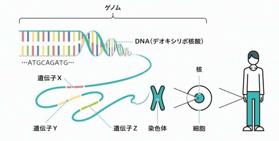 Dnaと遺伝子の違い 妊婦の方へ 出生前検査のメカニズムが分かる