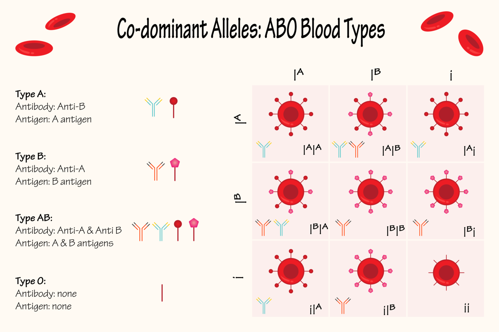 ABO血液型は共優性を示す