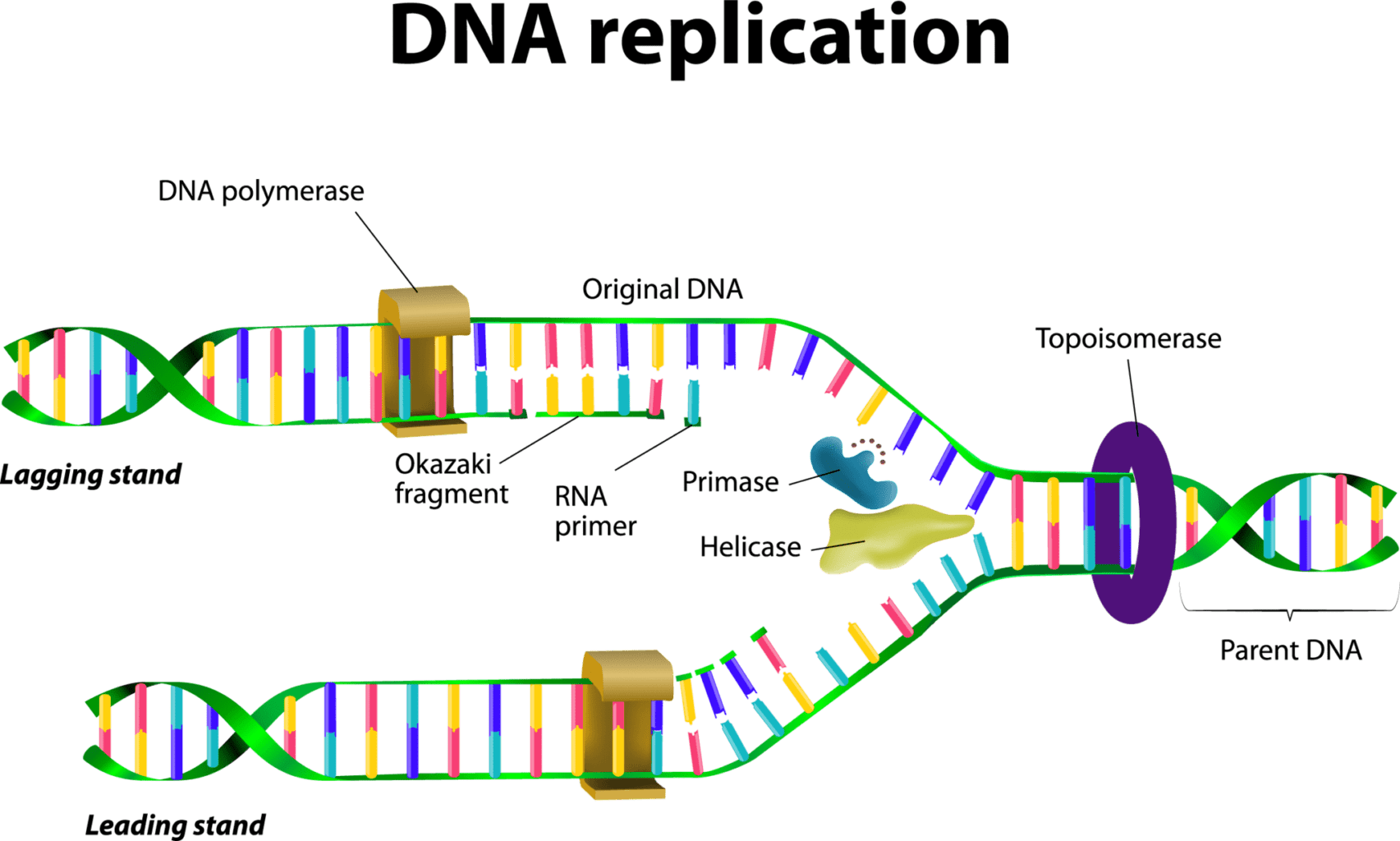 DNA複製フォークとDNAヘリカーゼ