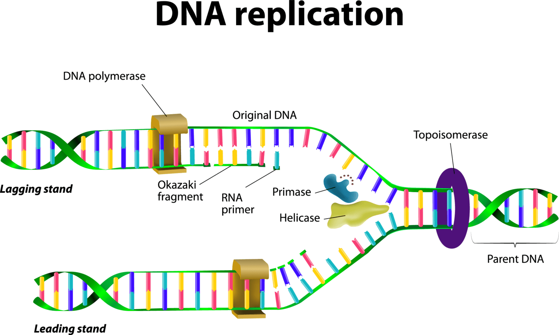 conservation-of-genetic-material-dna-replication-expii