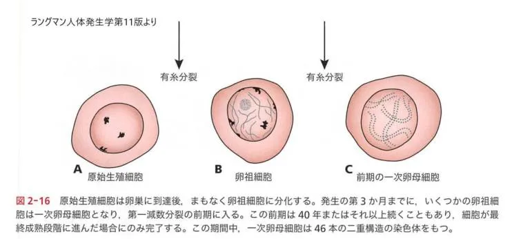 卵子形成｜高齢出産になるとダウン症（トリソミー）のリスクが上がる