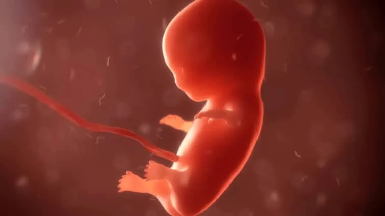 中期中絶体験談｜望んだ第2子妊娠、NIPT、２１トリソミー、羊水検査、確定