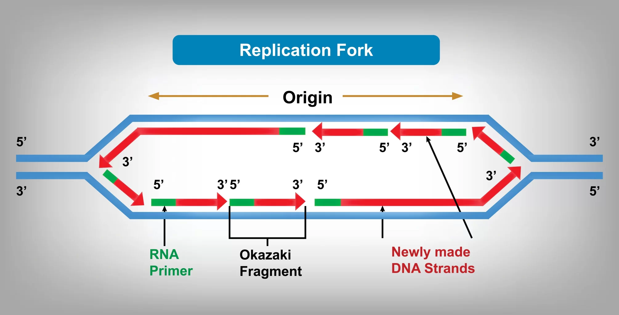 複製フォークは、複製プロセスが行われているDNAの領域です。