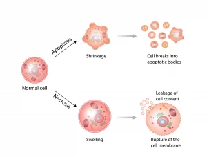 正常細胞のネクローシスおよびアポトーシス。
