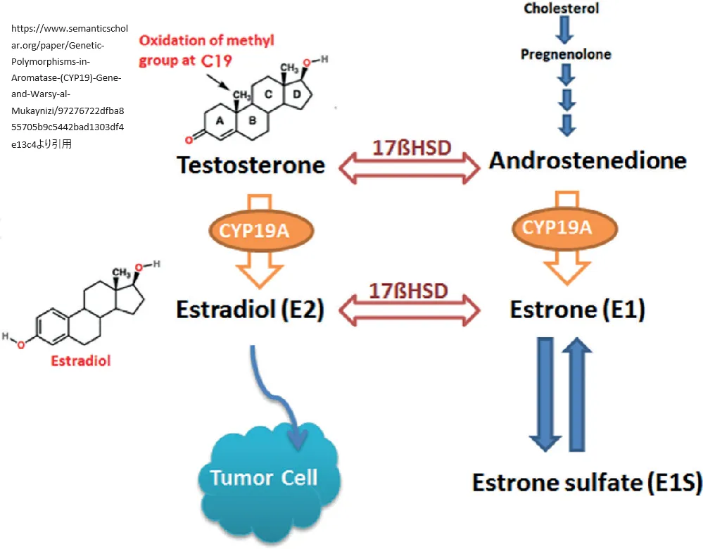 エストロゲン合成におけるアロマターゼの役割
