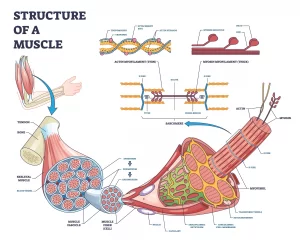 ミオシンとアクチンが分離した筋肉の構造概略図