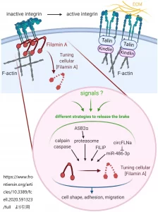 細胞接着と移動におけるフィラミンA