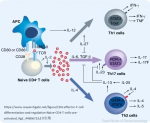 ナイーブT細胞からエフェクターT細胞への分化