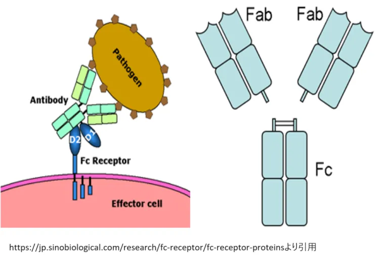 抗体の構造とFc受容体