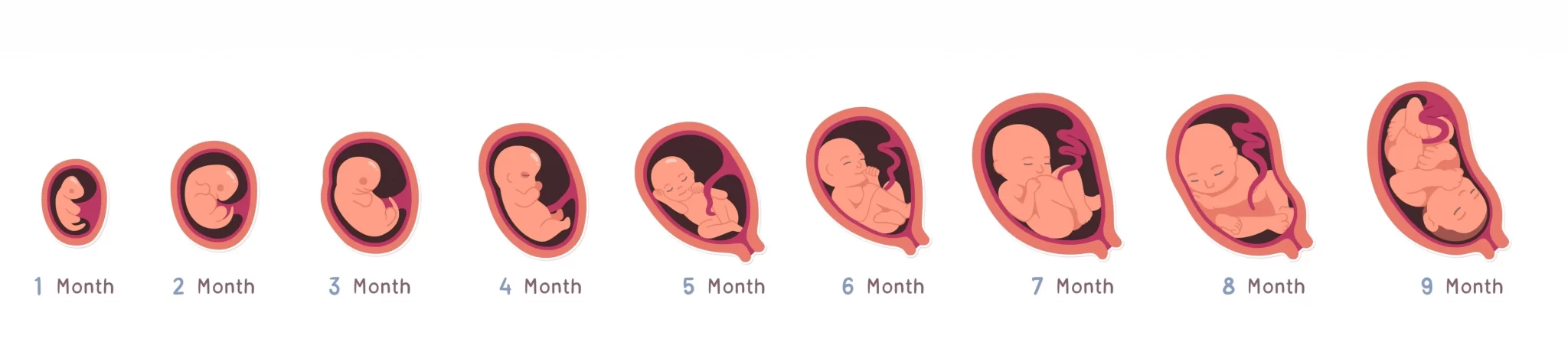 子宮内での胎児の成長