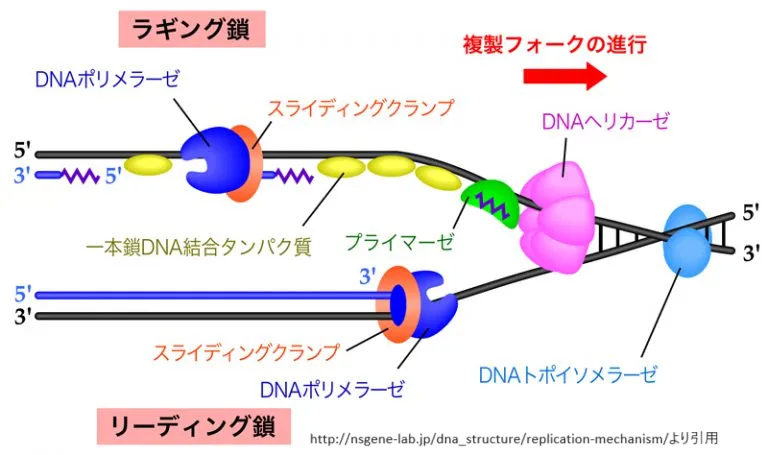 DNA複製フォークとDNAヘリカーゼ