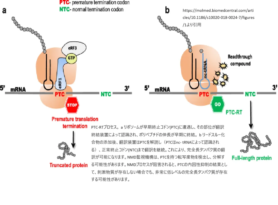 アミノグリコシド系抗生物質 ナンセンス変異 ショップ リードスルー