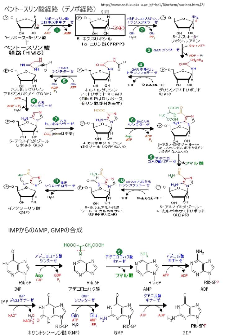 プリンヌクレオチドデノボ合成
