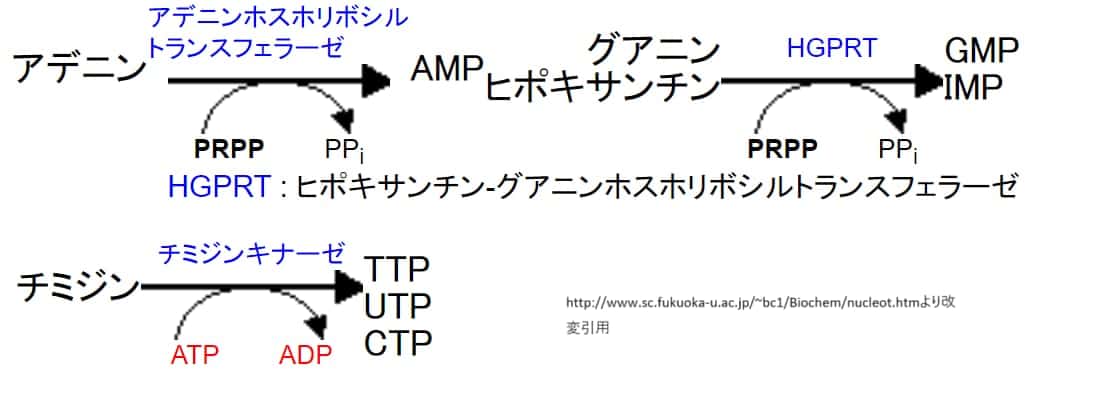 プリンヌクレオチドのサルベージ合成