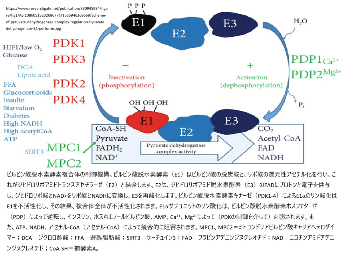 Pyruvate dehydrogenase complex