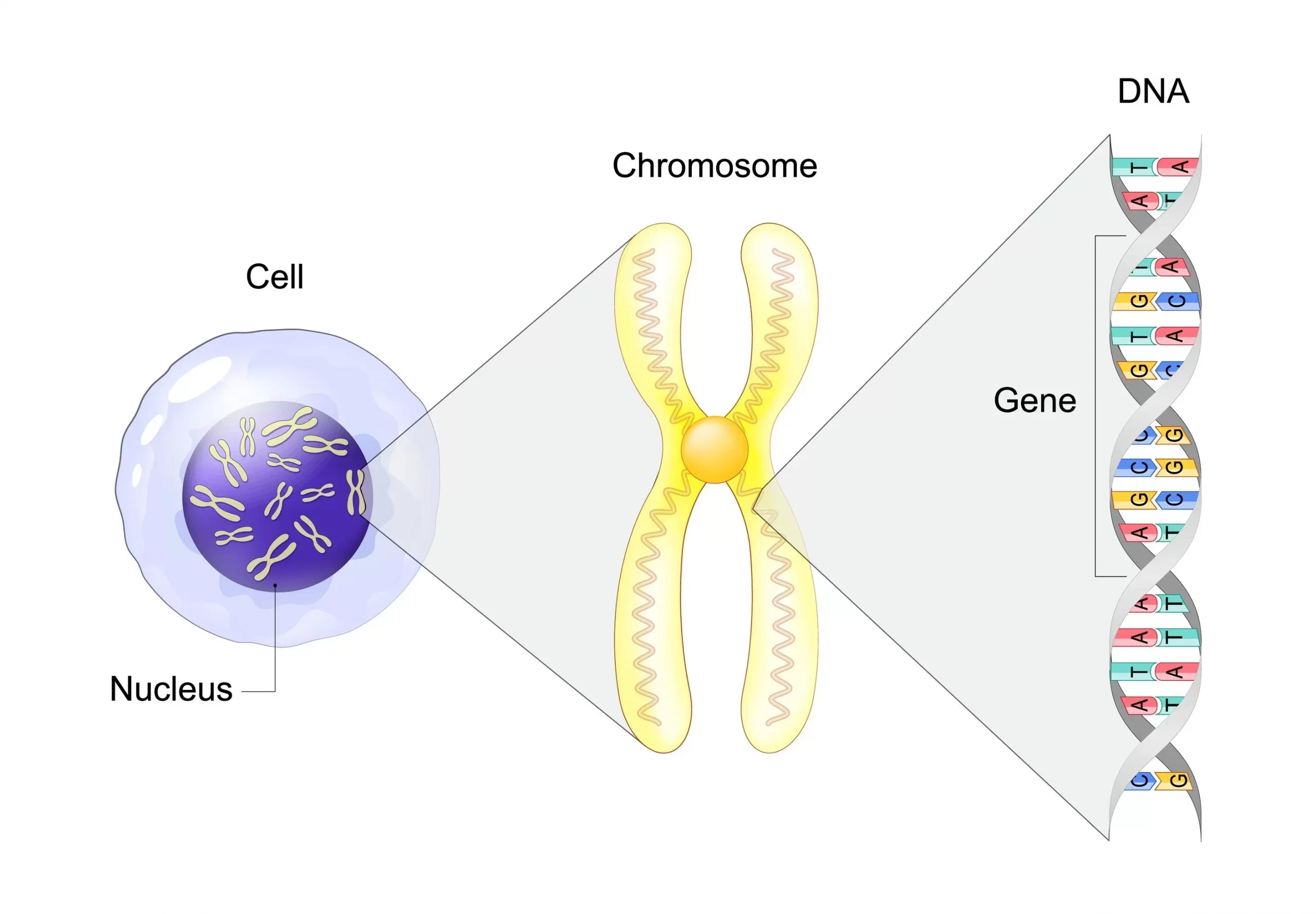 細胞、染色体、DNA、遺伝子