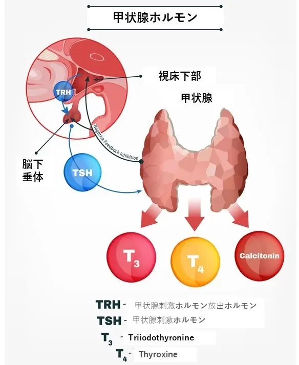 甲状腺ホルモン