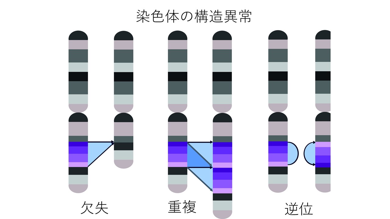 染色体構造異常微小欠失微小重複