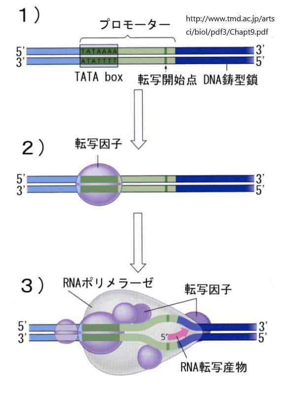 DNA転写因子とその調節