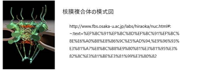 核膜孔複合体の模式図