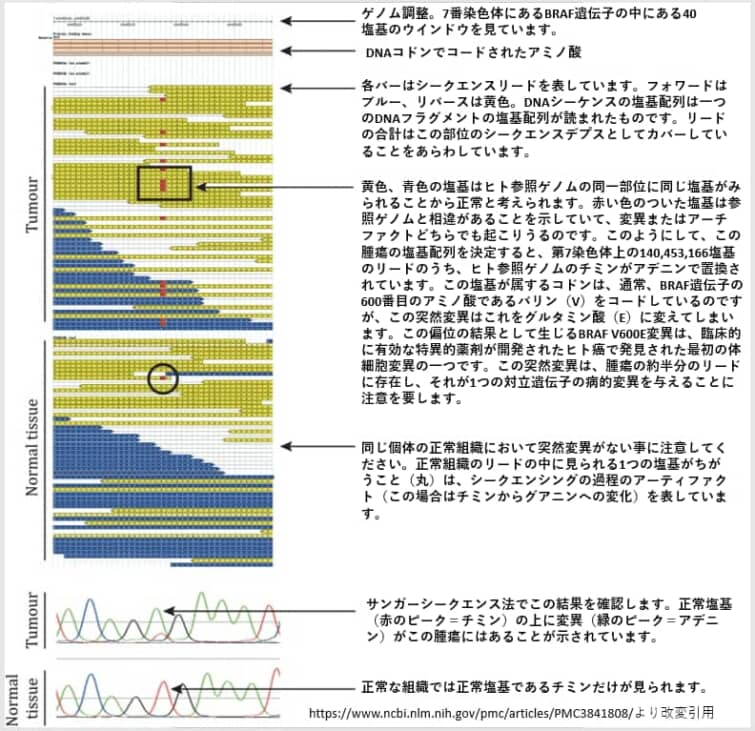 次世代シークエンサー