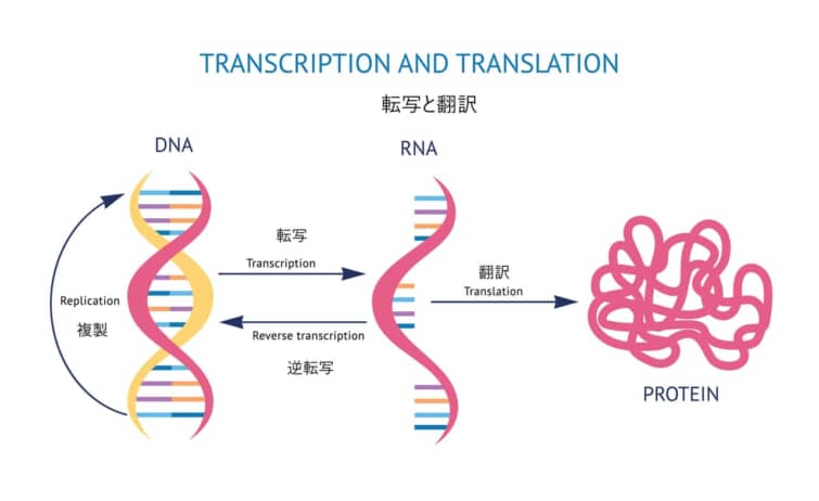 セントラルドグマ