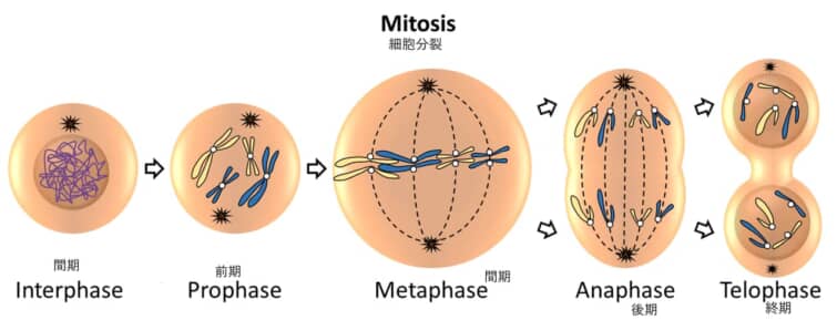 細胞分裂周期と紡錘体