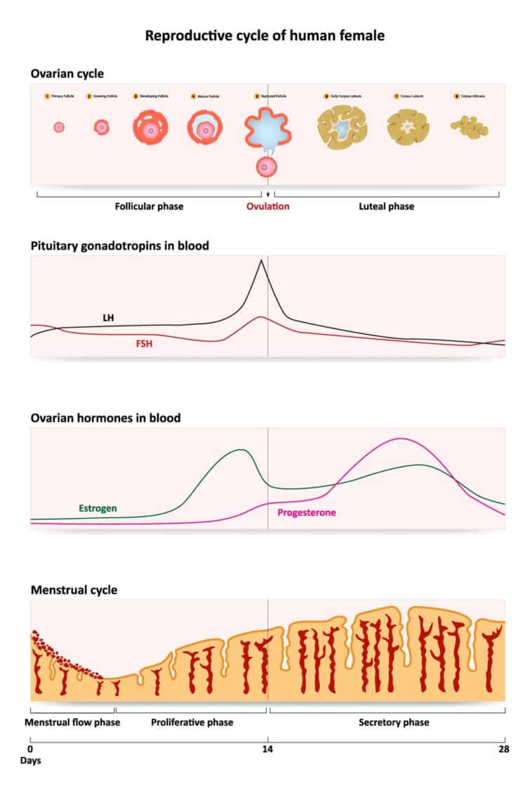 生理周期と女性ホルモン