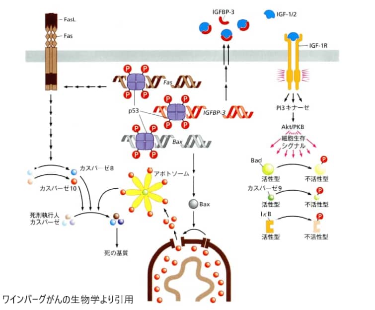 P53によるアポトーシスの活性化