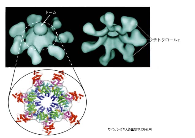 アポソーム 死の車輪