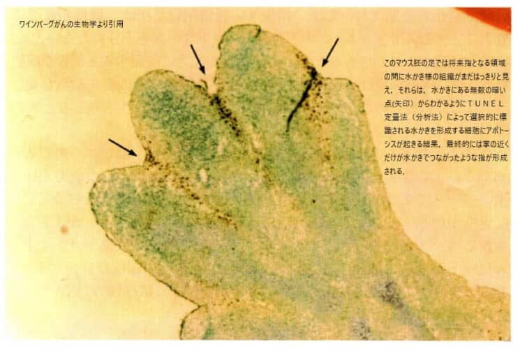 カエル胚とアポトーシス