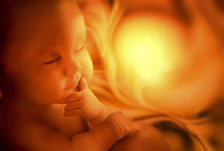 臨月の胎児のイメージ画像