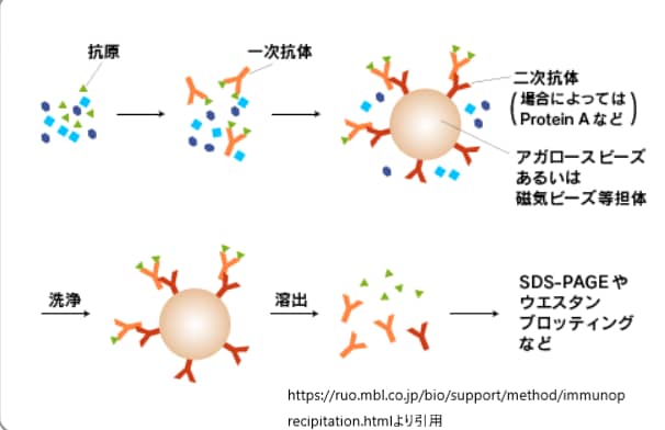 免疫沈降法を説明する画像