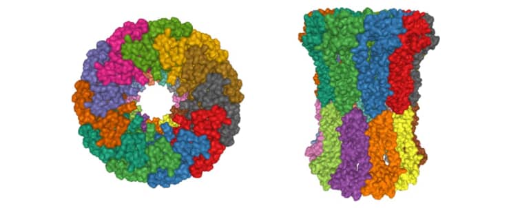 ギャップ結合(Gap junction)とは|細胞の結合装置のひとつ