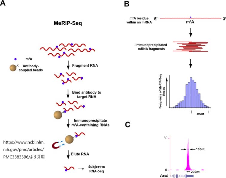 MeRIP-Seqプロトコルのアウトライン