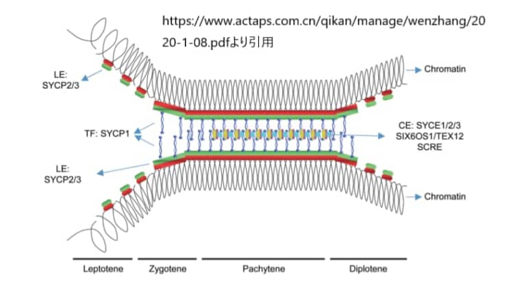シナプトネマ複合体の形成と解重合