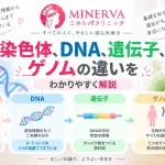 染色体、DNA、遺伝子、ゲノムの違いとそれぞれの関係をわかりやすく解説する記事のアイキャッチ