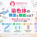 染色体の構造と機能について、DNAやヒストン、セントロメア、テロメアなどの基本構造と5つの重要なポイントを解説する記事のアイキャッチ