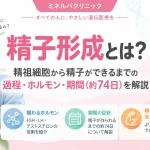 精子形成とは？精祖細胞から精子ができるまでの過程・ホルモン・期間約74日を解説するアイキャッチ