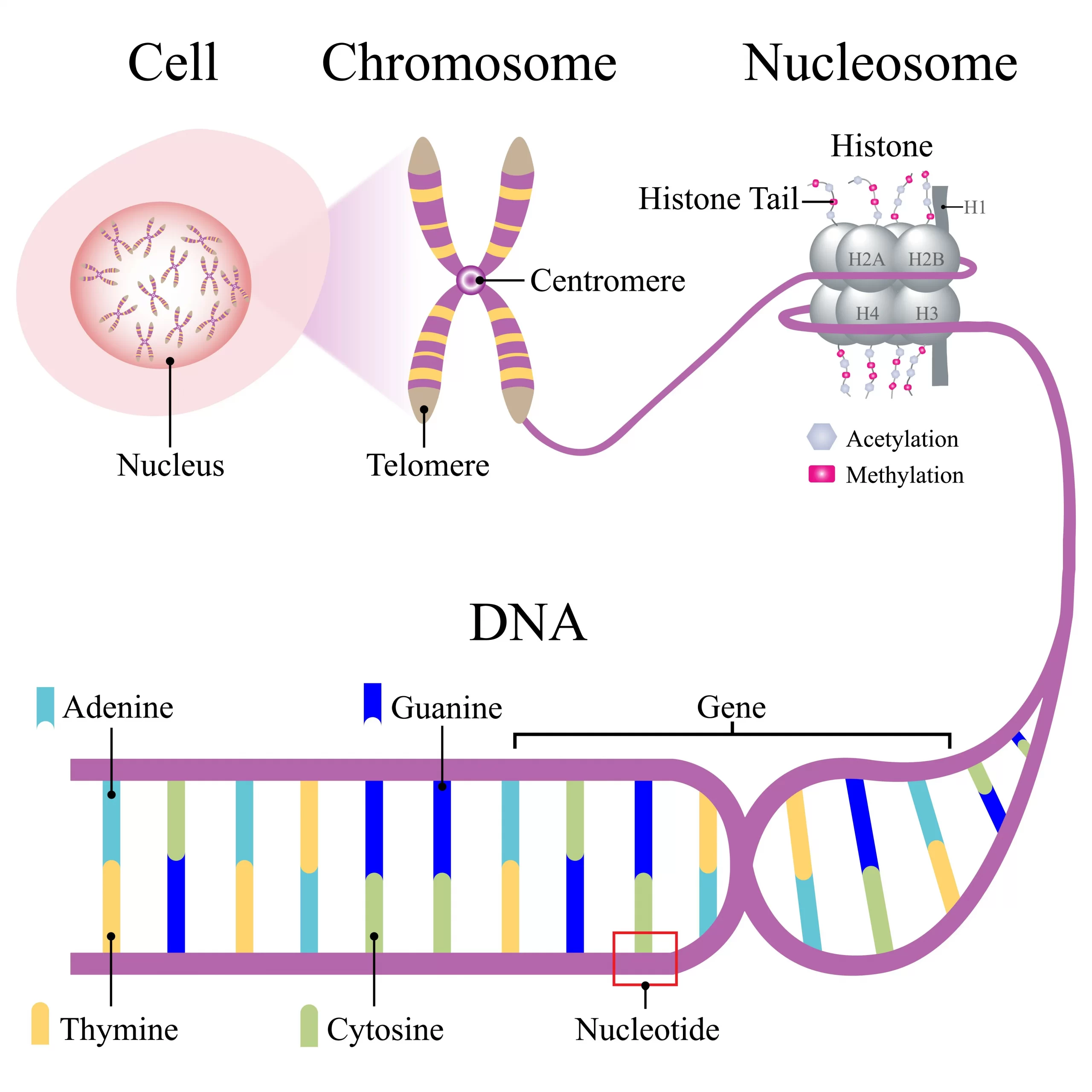 染色体の構造、セントロメア、テロメア、ヒストン、ヌクレオソーム、ヌクレオチド