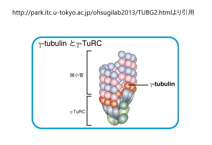 γ-チューブリン