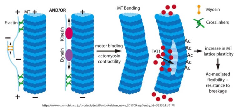 チューブリンアセチル化